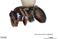 ME006 Hormi 0040 Cephalotes scutulatus.jpg