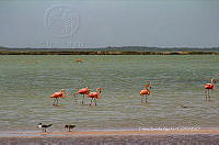 FBA0940 Phoenicopterus ruber.jpg