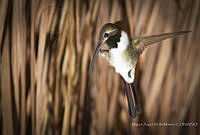 MASM07389 Trochilidae.jpg