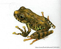 MAPM0732 Craugastor decoratus.jpg