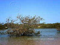 NBA0096 Avicennia germinans.JPG