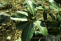 2239 Ficus goldmanii.jpg