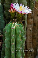 3R 01066 Echinopsis oxygona.tif