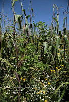 IMDOC4229 Zea mays.jpg