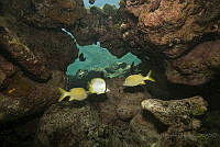 IDG1611 Haemulon flavolineatum, Chaetodon ocellatus.jpg