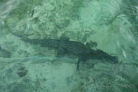 OAO0390 Crocodylus acutus.jpg