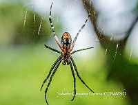 MN6PG0136 Cyrtophora moluccensis.jpg