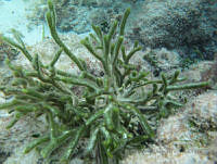 BDP0217 Codium decorticatum.jpg