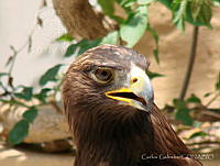 CGL2841 Aquila chrysaetos.jpg