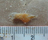 HE009 P 1547 Pez león asiático.JPG