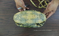 NE017 226 Dermatemys mawii.jpg