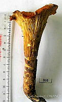 CBA0159 Gomphus floccosus.JPG