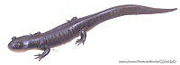 MAPM0835 Ambystoma bombypellum.jpg