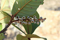 SL0996 Clethra hartwegii.jpg