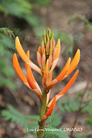 proy JF091 0192 Erythrina leptorhiza.JPG