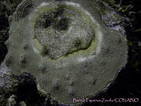 BFZ0023 Montastraea faveolata.jpg