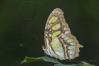 IMDOC1890 Siproeta stelenes ssp. biplagiata.jpg