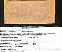 CMyFO 00991 Perrottetia ovata.JPG