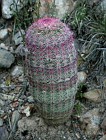 MGplan0006 Cactaceae.jpg