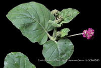 Atleq 0122 Boerhavia coccinea.jpg