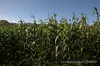 LRP1332 Zea mays.jpg