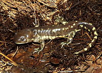 JLAL0001 Ambystoma velasci.jpg