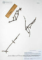 JMFM022 Phoradendron californicum.JPG