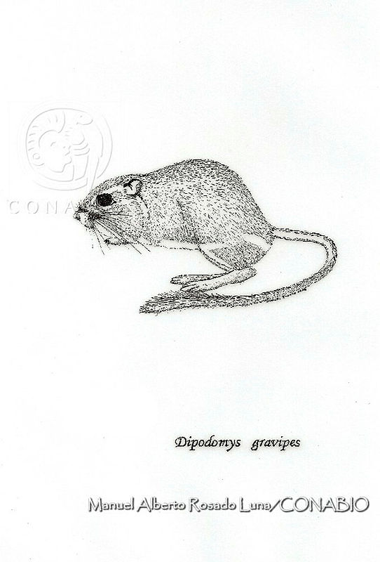 MARL0249%20Dipodomys%20gravipes.jpg.qyeYl f0MQV7jSlhQA3g0JtbmFja29CbnFuZ3NAbXJ6LGtwZwA.Mcxq2AAVdp
