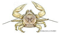 NE018 1227 Porcellanidae3_D.jpg