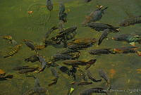 CD0138 Cyprinus carpio.jpg