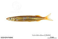 ME006 Peces 058 Chriodorus atherinoides.jpg