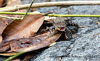 AAKVDH 0321 Sceloporus nelsoni.JPG