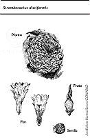 JMRM0037 Strombocactus disciformis.jpg