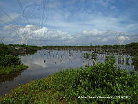 AIV044 Avicennia germinans.JPG