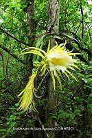 JAdNV0032 Hylocereus undatus.JPG