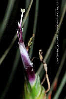 Zoqui 0184 Tillandsia sp..jpg
