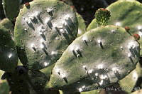 ARS00192 Dactylopius coccus.jpg