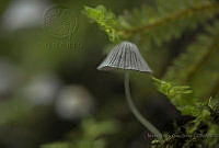 MAGS01 Coprinus sp..jpg