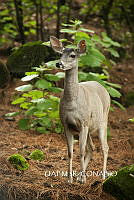 3R 01197 Odocoileus virginianus.jpg
