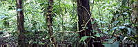 JHC0175 Montes Azules, Chiapas.jpg