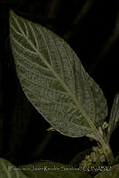 FJRS0097 Colubrina greggii.jpg
