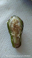 MEGA 0058 Pilosocereus purpusii.JPG