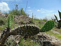 ZG007 0196 Opuntia ficus-indica.jpg