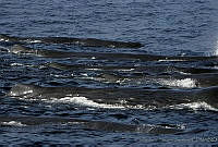 CNS0845 Physeter macrocephalus.jpg