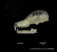 LESS 0336 Anoura geoffroyi lasiopyga.JPG