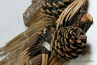 MASM06817 Pinus pringlei.jpg