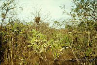 FGM3569 Ocampo, Tamaulipas.JPG
