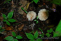 DK0782 Fungi.jpg