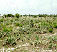 MyJF05 Opuntia stricta var. dilleni.jpg