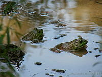 CGL1357 Lithobates catesbeianus.jpg